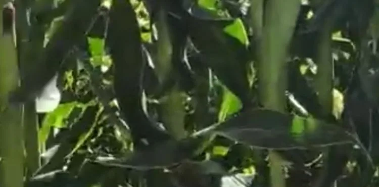 Yeşilhisar’da, 30 bin ton yemlik mısır hasadı bekleniyor