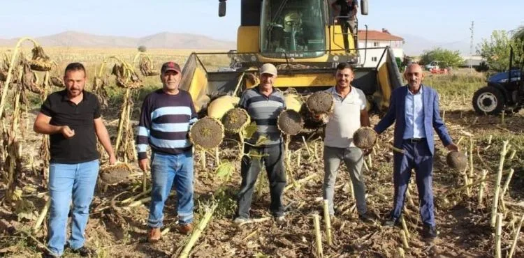 Ayçiçeği hasadı çiftçinin yüzünü güldürdü