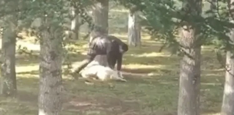 Köpeğe işkence eden kişi yakalandı
