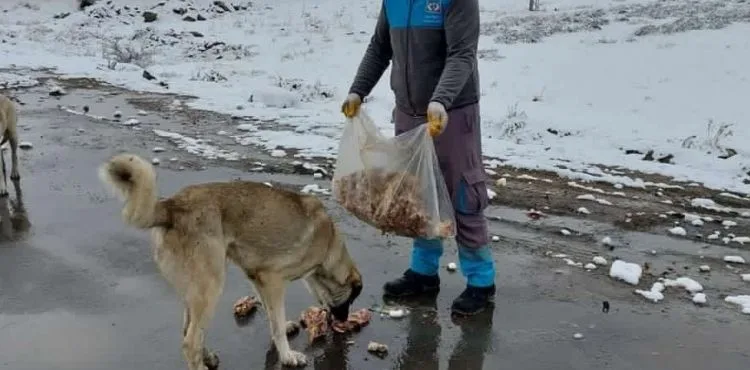 Bütçelerinden aldıkları gıdalarla sokak hayvanlarını besliyorlar