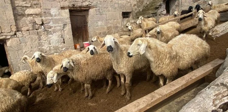 BAŞKAN BÜYÜKKILIÇ’IN MERALARI ŞENLENDİREN PROJESİ, BESİCİYE UMUT OLDU