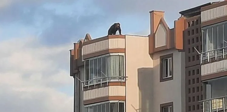 Bina çatısında intihar girişimi