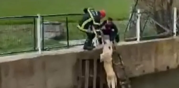 Irmağa düşen köpeği ekipler kurtardı