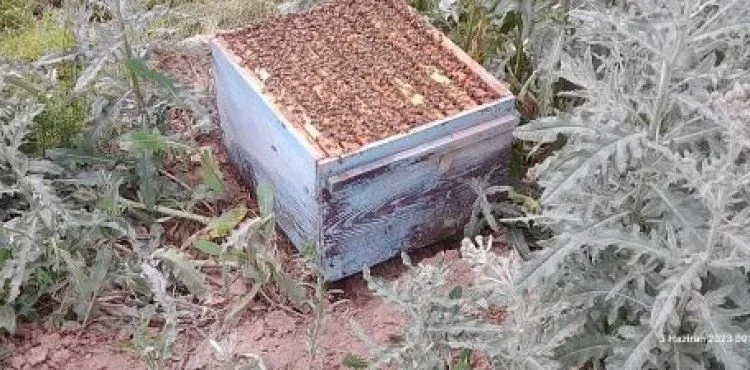 Arı kovanlarına ayı saldırdı, zarar büyük