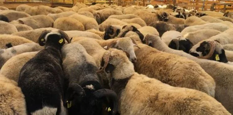 2023 Kurban Bayramı ne zaman ve bayram tatili kaç gün olacak?