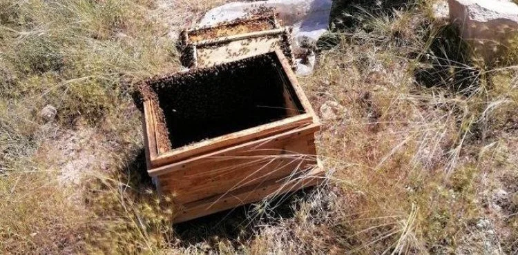 Arı kovanlarına ayı saldırdı