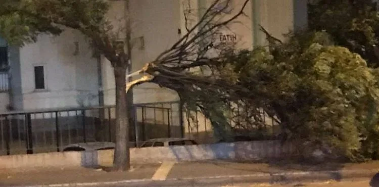 Kuvvetli rüzgar ağaçları devirdi
