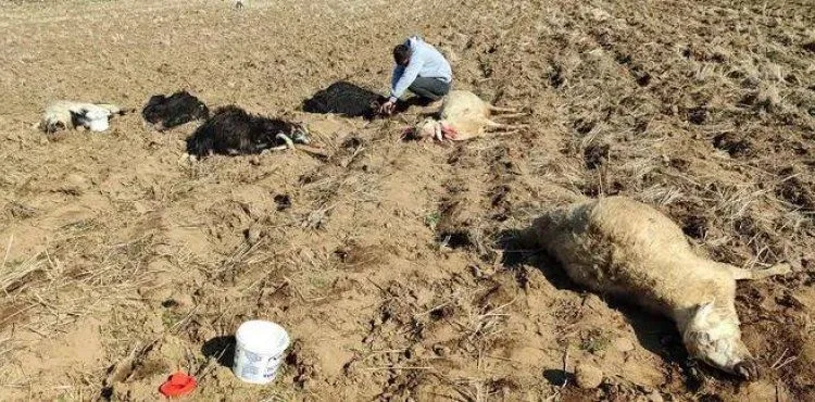 Kızılören’de 30’a yakın koyun telef oldu