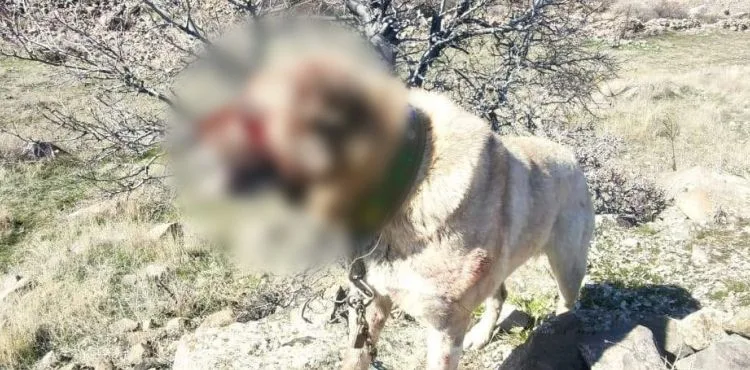 Köpek dövüşü organize eden 12 kişi yakalandı