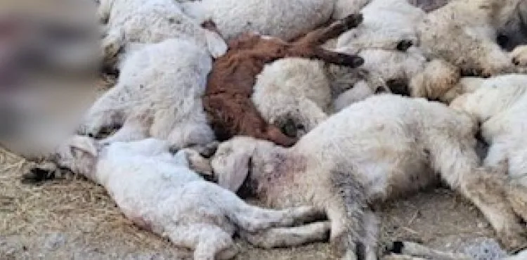 Krediyle aldığı koyunlarının kuzularına sokak köpekleri saldırdı: 33 kuzu telef oldu