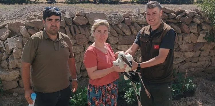 Yaralı bulunan leylek tedavi altına alındı