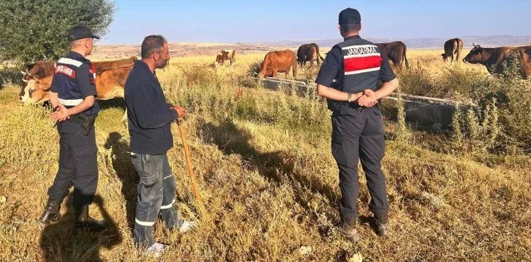 Jandarma ekipleri kayıp hayvanları bularak sahibine teslim etti