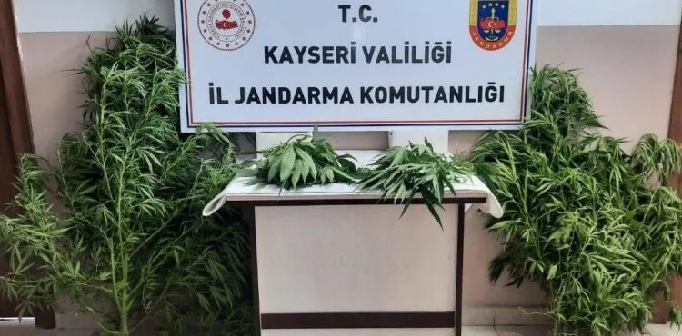 Bahçesinde kenevir yetiştiren şüpheli yakalandı