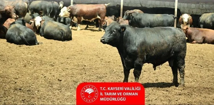 Tarım ve Orman Bakanlığı’ndan Kayseri’de hayvancılığa destek