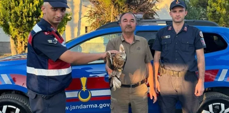Jandarma ekiplerinden yaralı şahine yardım eli