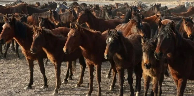 Hürmetçi Sazlığında mutlu son