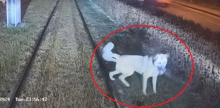 Zincirle raylara bağlanan köpek, vatmanın dikkatiyle kurtuldu