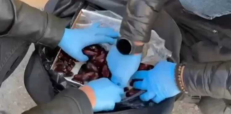 Kutudaki hurmalar arasından uyuşturucu çıktı; 5 gözaltı