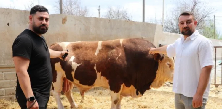 Şampiyon boğa 'Poyraz', 540 bin TL'ye alıcısını buldu
