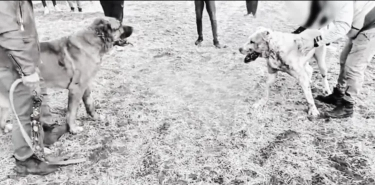 Kayseri'de köpek dövüştüren 8 kişiye gözaltı