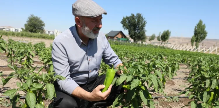 KOCASİNAN’DA YEREL TOHUMLARA HAYAT VEREN PROJE