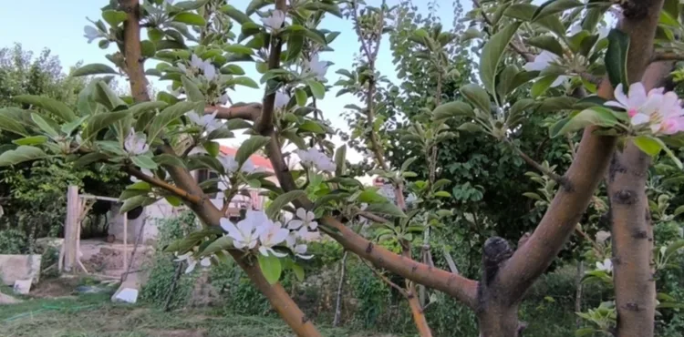 Ağustos ayında elma ağacı çiçek açtı