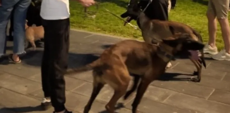 BÜYÜKŞEHİR’İN KÖPEK EĞİTİM PARKURU’NA TAM NOT