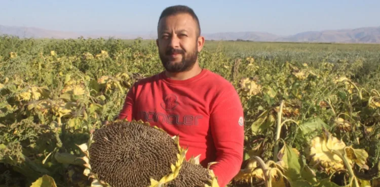 Rekoltenin yüzde 30 düştüğü Kayseri'de, ayçiçeği hasadı başladı