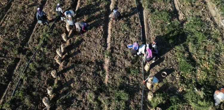 Kayseri'de hasat edilen patatesler yurt dışına ihraç ediliyor
