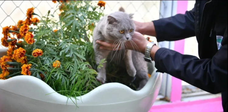 BÜYÜKŞEHİR’DEN PATİLİ DOSTLARA YAŞAM DESTEĞİ: KEDİ BAKIM EVİ ÖRNEK HİZMET SUNUYOR