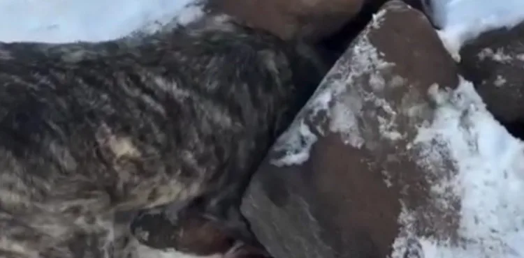 Başı kayaların arasına sıkışan köpek kepçeyle kurtarıldı