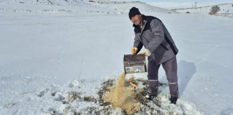 Bünyan'da sokak hayvanlarına yem desteği