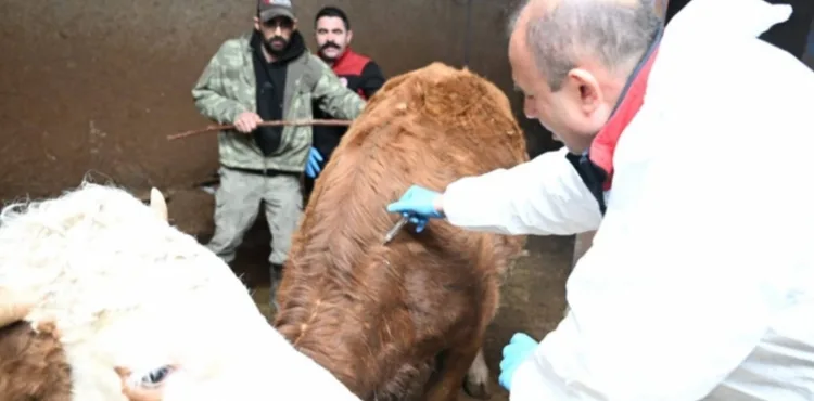 Kayseri’de ilkbahar dönemi şap aşılama kampanyası başladı