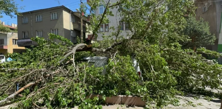 Kayseri’de Dut Ağacı Minibüsün Üzerine Devrildi