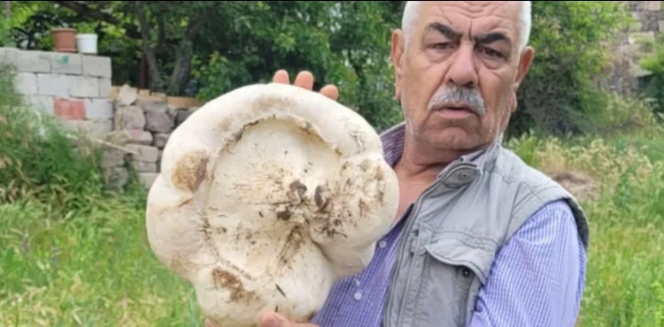Kayseri’de 3 kilo 400 gram mantar buldu