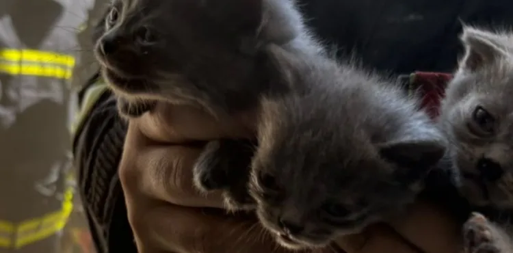 BÜYÜKŞEHİR İTFAİYESİ, YANGINDA MAHSUR KALAN 6 KEDİYİ KURTARDI