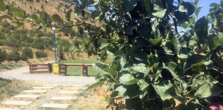 ALİ DAĞI'NDA ELMA AĞACI HEM MEYVE VERDİ HEM ÇİÇEĞE DURDU