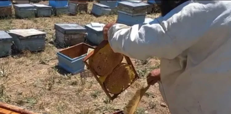 Bünyan'da bal hasadı başladı