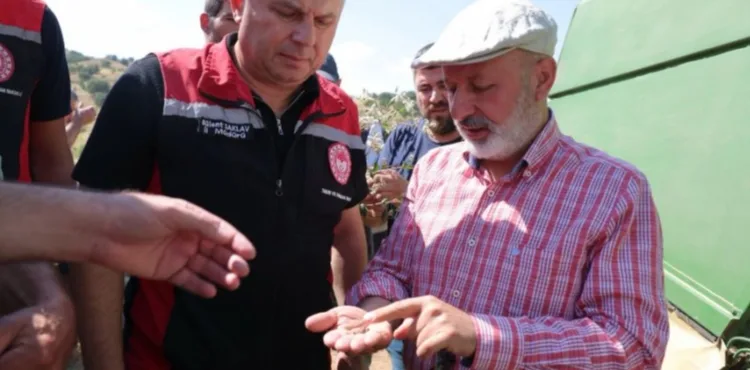 KOCASİNAN’DA KARABUĞDAY HASADIYLA TARIMDA YENİ DÖNEMİN KAPISI ARALANDI