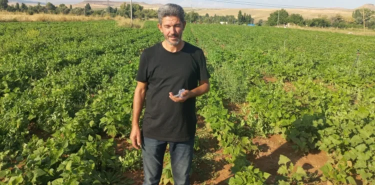 BÜNYAN’DA AYNI TARLADAN İKİNCİ ÜRÜN BEREKETİ