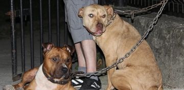 ki pitbull cinsi kpei park giriine balayp katlar