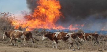 Vatanda, yangndan kaan domuzdan kurtulmak iin direklere kt