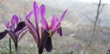 Kayseri'nin 'kr navruzu' iek at  