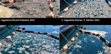  Su Bilimleri Fakltesi, msilaj deniz bakterisiyle temizledi