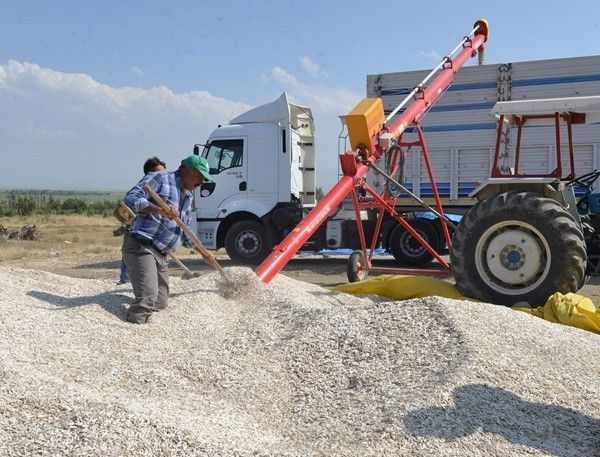 Kayseri Şeker Ayçekirdeği Baş Fiyatını Açıkladı