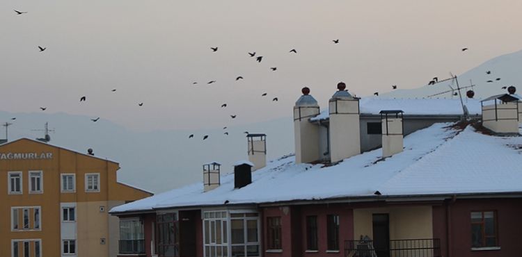 Köşk Mahallesi’nin Dakik Kuşları