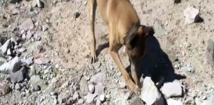 Narkotik köpeği 'Kama' toprak altındaki uyuşturucuyu buldu