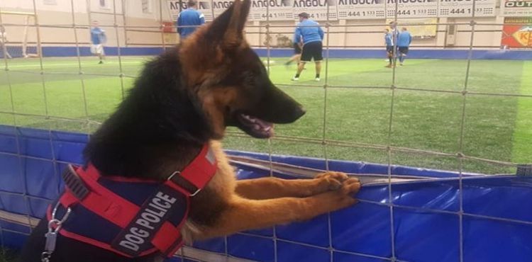 Futbol düşkünü köpek görenleri hayretler içinde bırakıyor