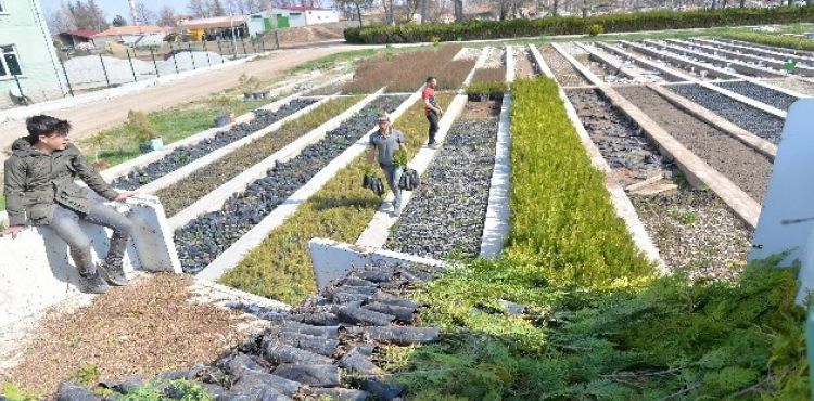 İl Tarım ve Orman Müdürlüğü 47 bin fidan dağıttı