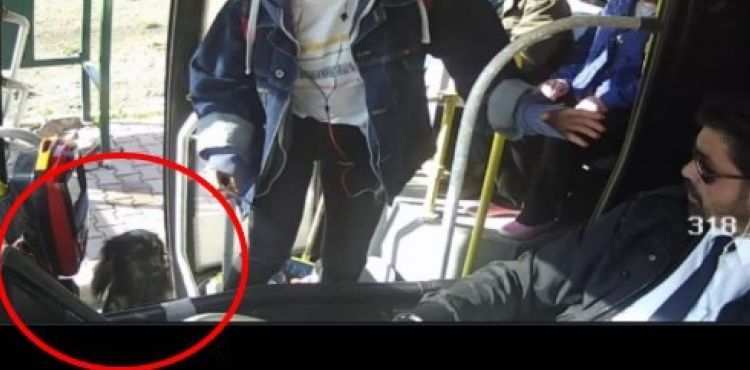 Halk otobüsü ile gezintiye çıkan yaramaz köpek Duman bulundu